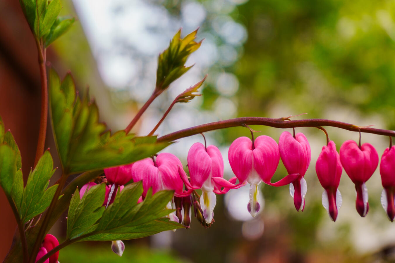 Bleeding Heart flower.