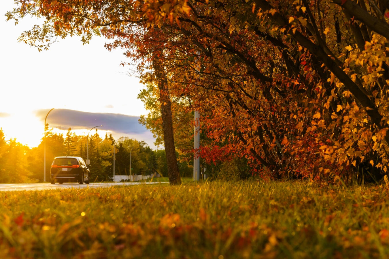 Fall leaves at sunset