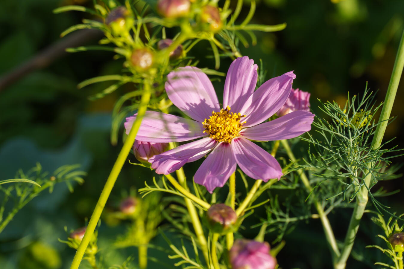 Unidentified flower.