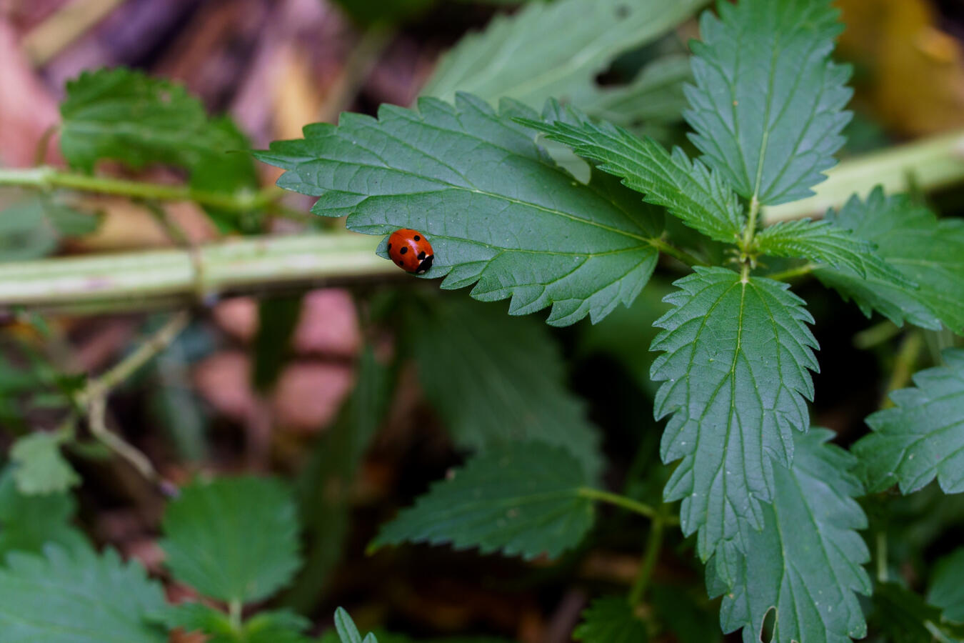 Ladybug on edge of a leaf.
