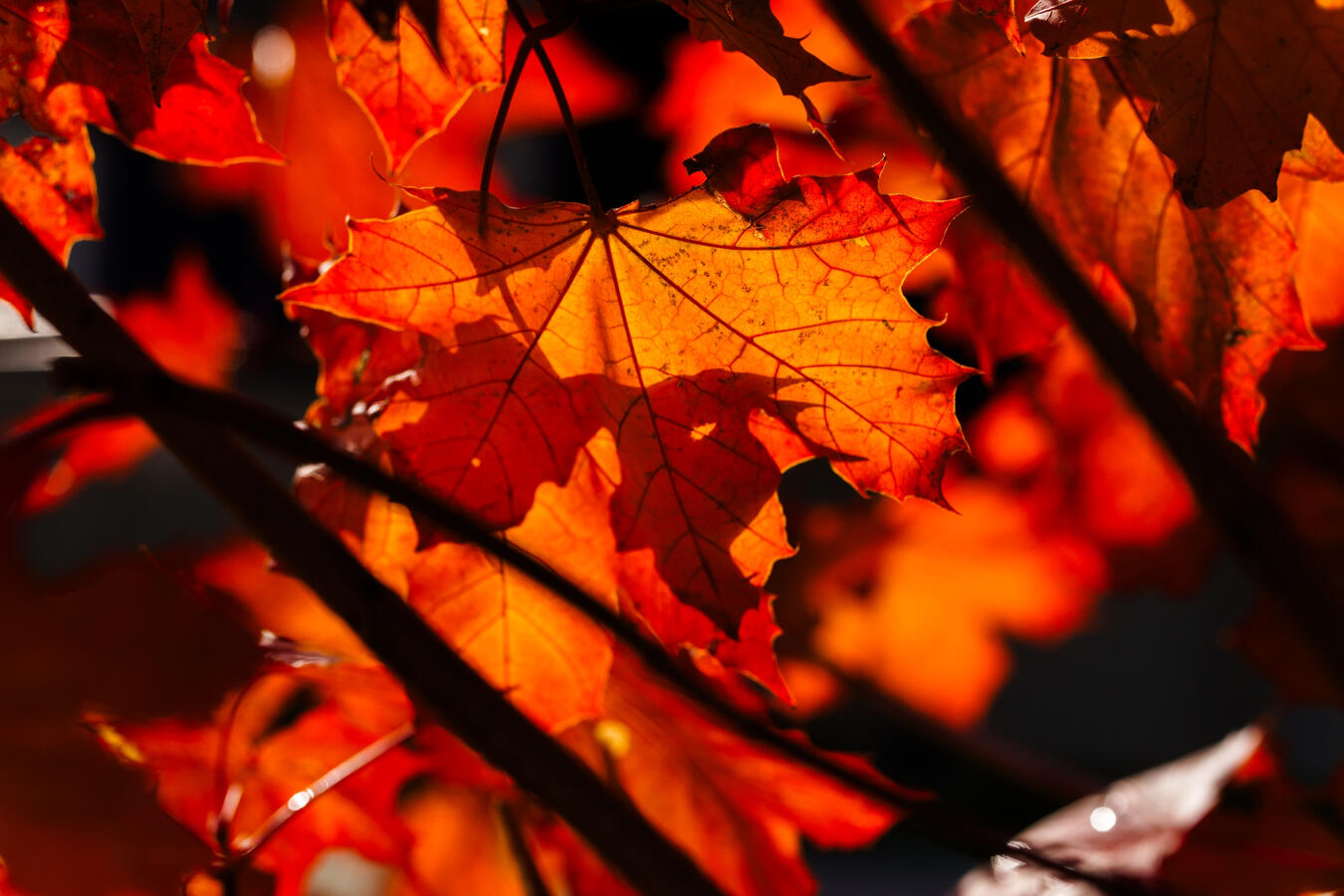Back lit maple leaf in fall.