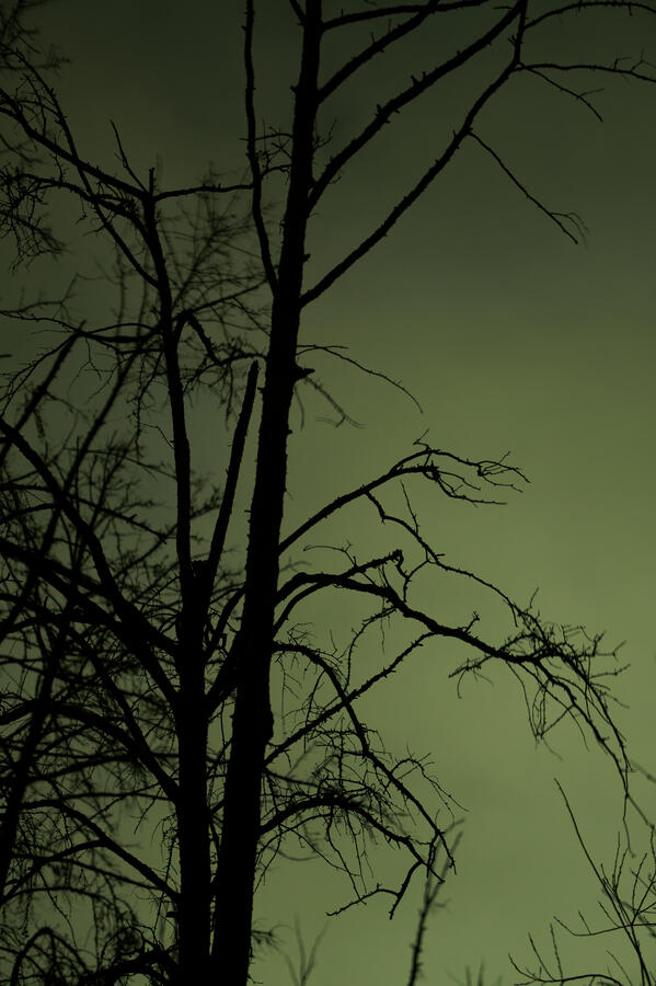 Exhibit 2. Already the bloom spreads. Already the smoke permeates where there is no source. Already, the source falls far beyond where any mortal hands may extract it.