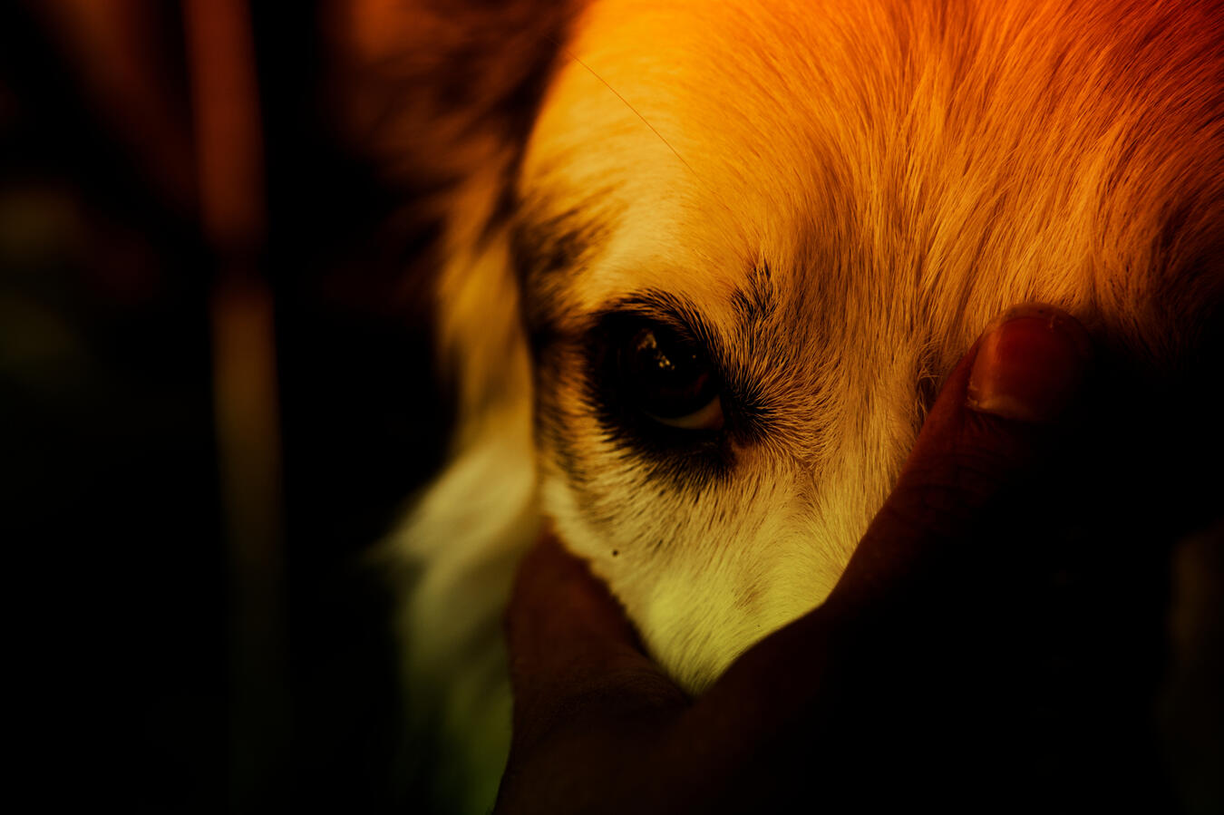 Exhibit 11. Nearly the last to go are the creatures. Their eyes see farther than the humans, they have more hope, but a vision of them in him is tainted by the bloom. An innocent gesture is tainted irrevocably, uncontrollably, by the bloom.