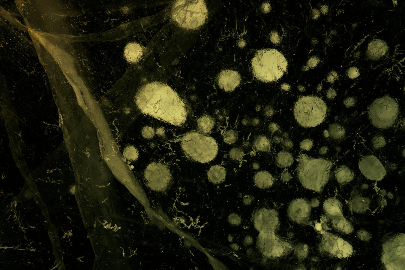 Exhibit 6. In the areas where the bloom is merely a vision, the cracks divide more strongly than before. The bloom begins to permeate, faster than before.